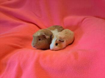 Rescue Guinea Pig Guinea Pigs for Adoption in South Bend, Indiana - Twix And Taffy | PetCurious